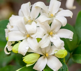 Southern Jasmine Fragrance-NEW FORMULA